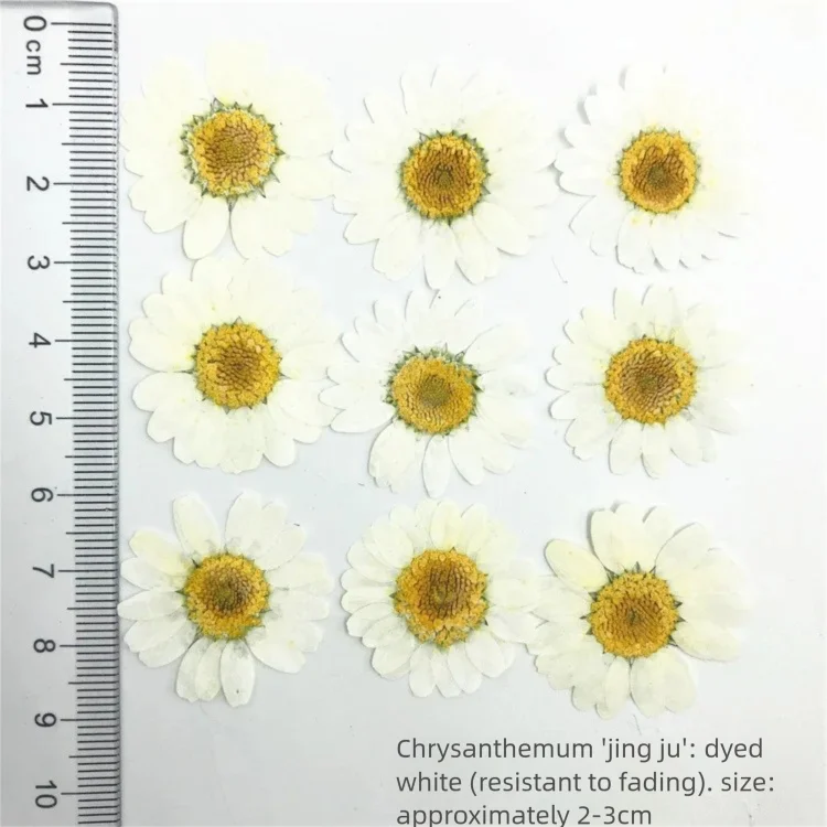 100 قطعة من بتلات زهور الأقحوا - مراجعة Dried Flower Bookmark وسعره