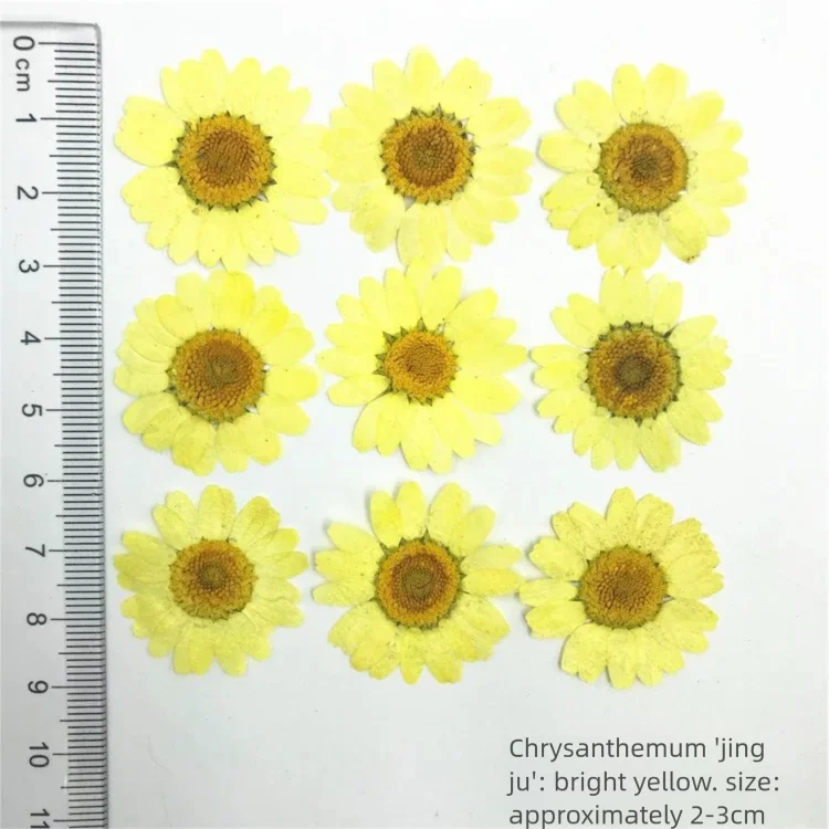 100 قطعة من بتلات زهور الأقحوا - مراجعة Dried Flower Bookmark وسعره