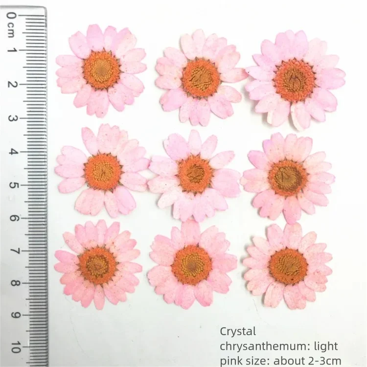 100 قطعة من بتلات زهور الأقحوا - مراجعة Dried Flower Bookmark وسعره