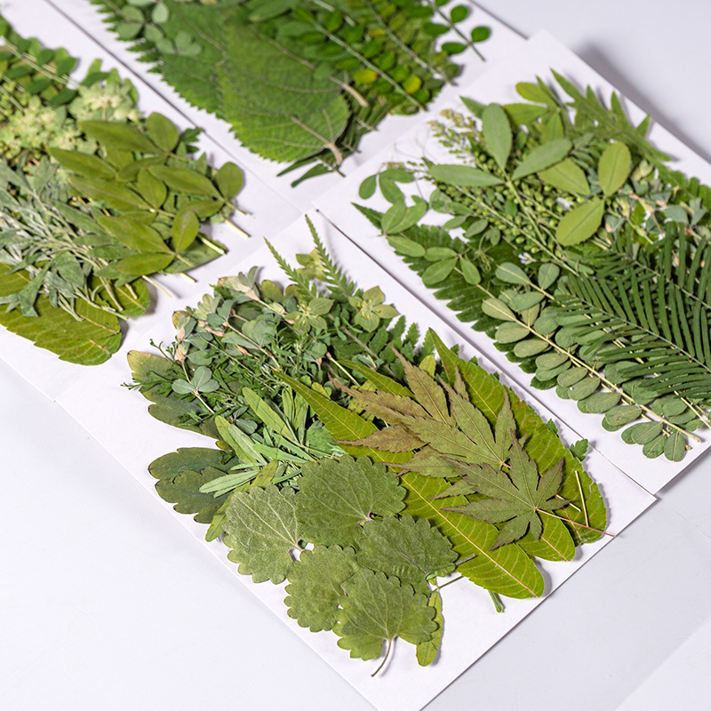 1 مجموعة 35 قطعة ضغط المجففة ز - مراجعة Dried Flower Bookmark وسعره
