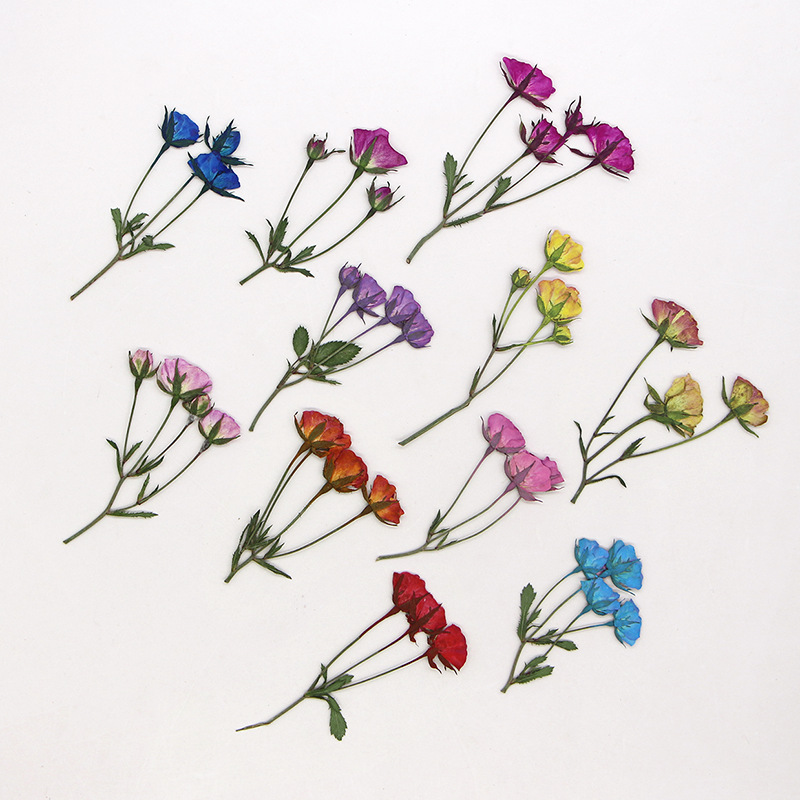 براعم الورد المصبوغة المجففة ا - مراجعة Dried Flower Bookmark وسعره