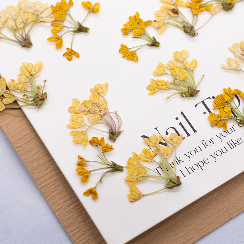 24 قطعة، زهور طبيعية مضغوطة وم - مراجعة Dried Flower Bookmark وسعره