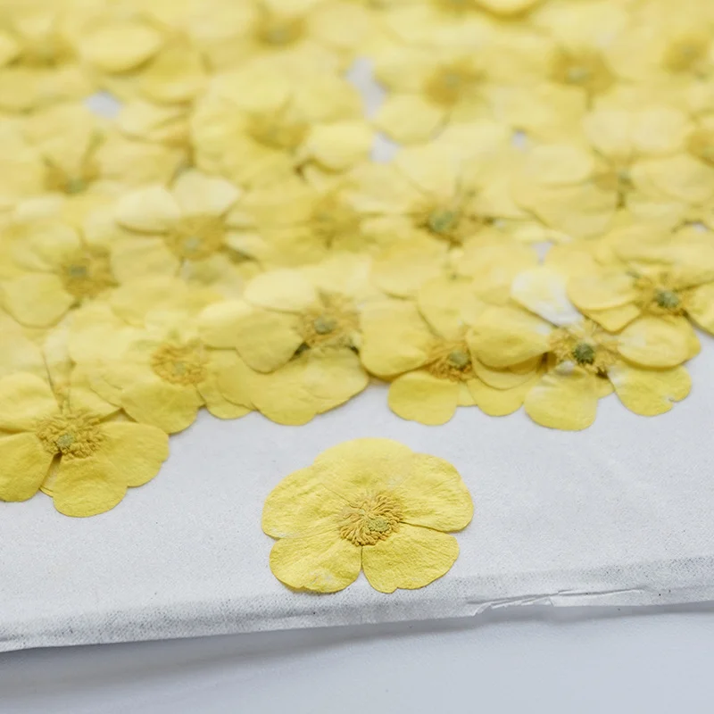 100 قطعة من زهور الرانانكولوس  - مراجعة Dried Flower Bookmark وسعره