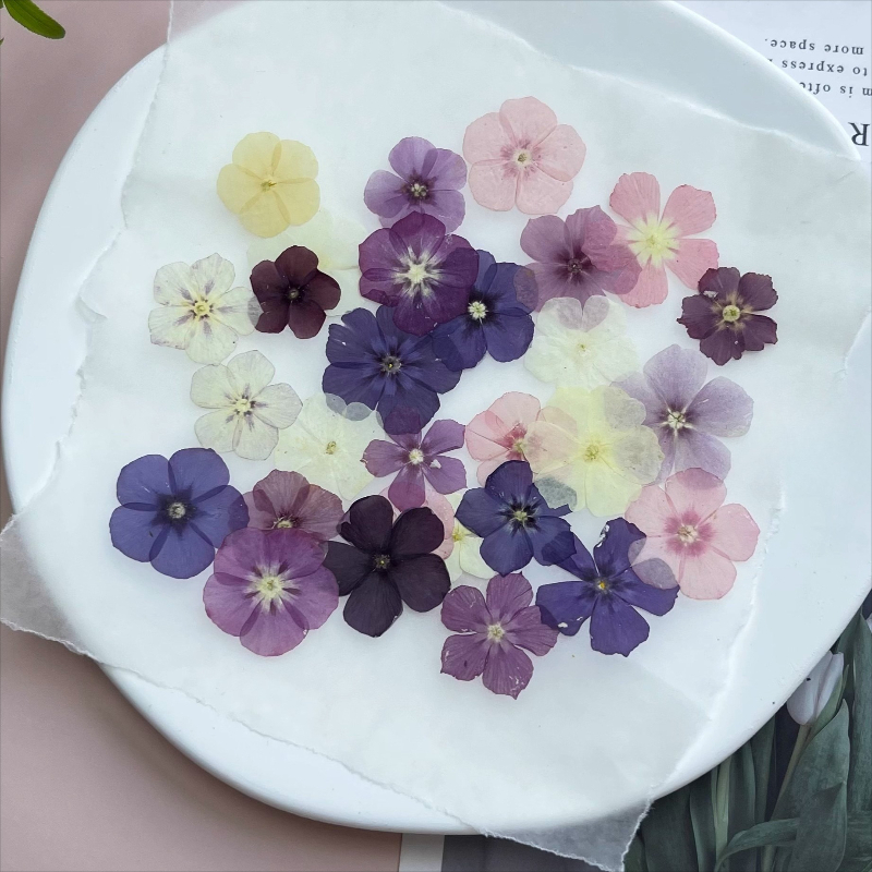 12 قطعة، زهور مجففة مضغوطة شبه - مراجعة Dried Flower Bookmark وسعره